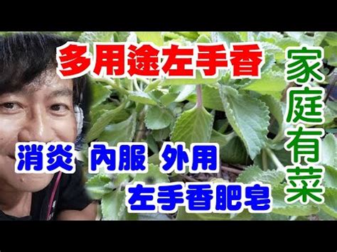 左手香可以放室內嗎|2024年精選20種室內植物人氣推薦！同場加映帶來好風水植物的5。